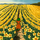 "Daffodil Field" by Unique Pepe