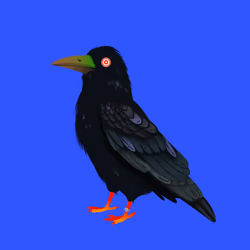 Crazy Crow #2830