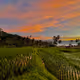 Tropical sunset