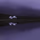 Twilight Dream