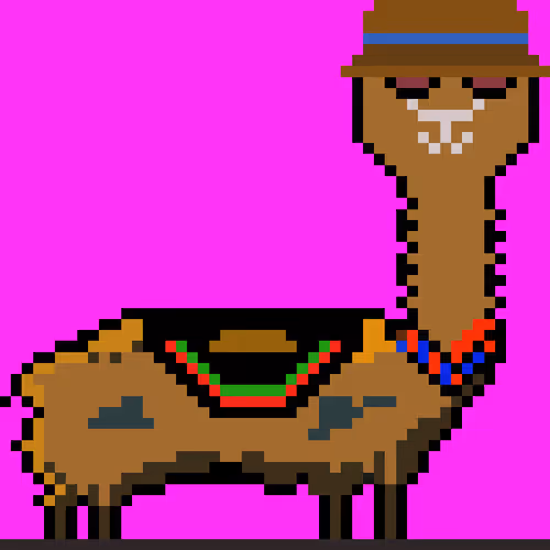 Metapaca