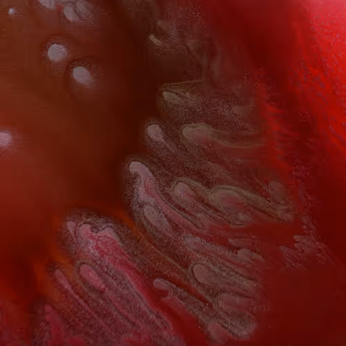 Iris 23