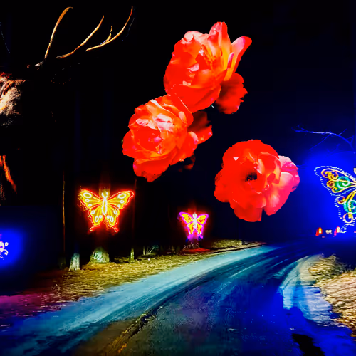 Distorted Flowers 348822433