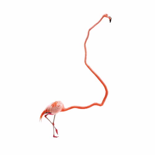 Flamingo, 2026