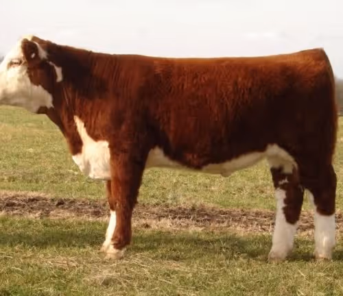 Estancia Amarillo