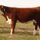 Estancia Amarillo