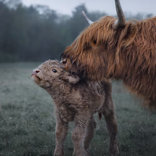 Kiss on it!