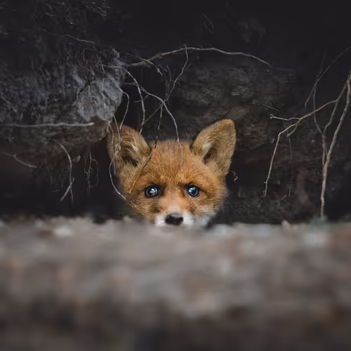Nickbngeditions