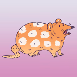 Quoll #1157