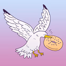Bagel Gull #1557