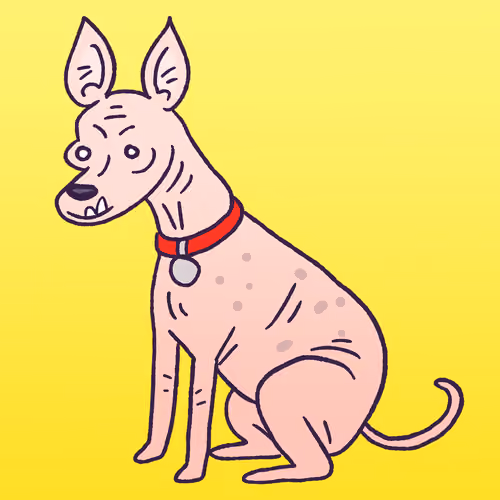 American Hairless #679