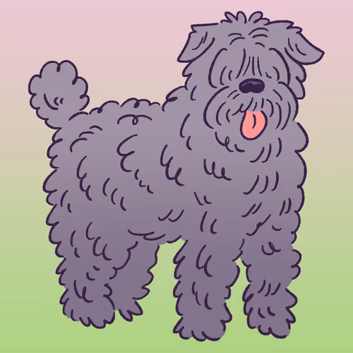 Bouvier Des Flandres #965