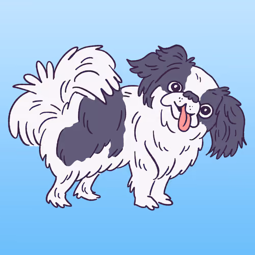 Japanese Chin #929