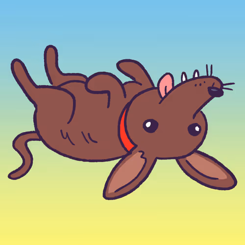 Chihuahua #753