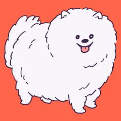 Pomeranian #998