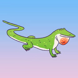 Anole #985