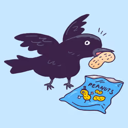Crow #1570