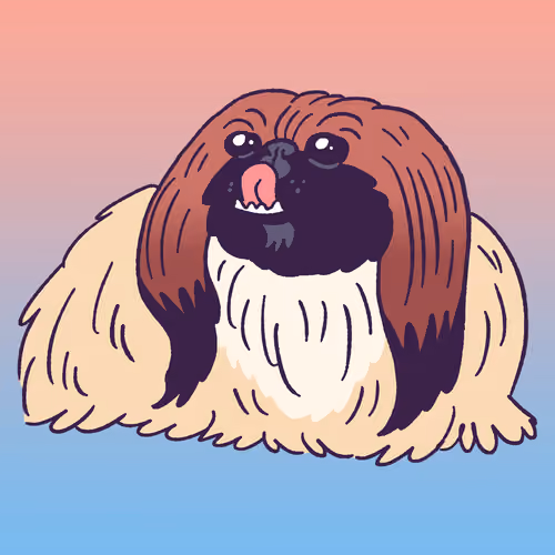 Pekingese #927