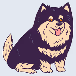 Finnish Lapphund #255