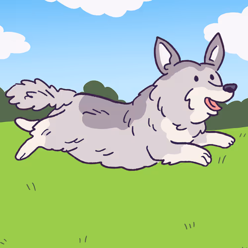 Swedish Vallhund #898