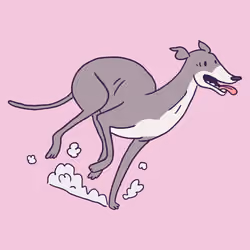 Greyhound #663