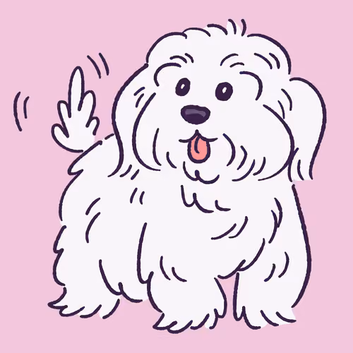Coton De Tulear #219