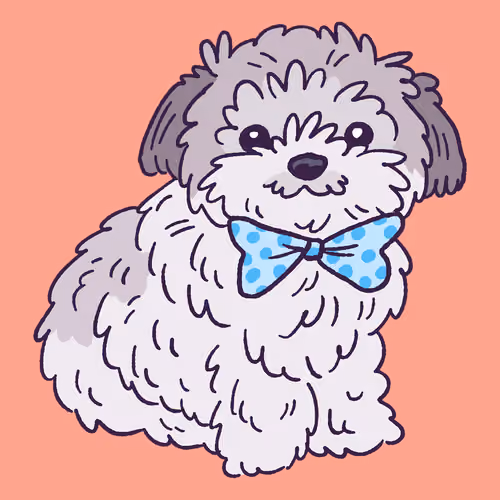Shih Tzu #390