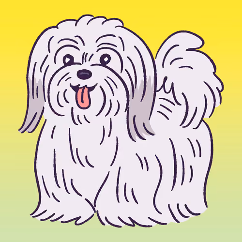 Havanese #98
