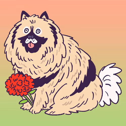 Keeshond #2