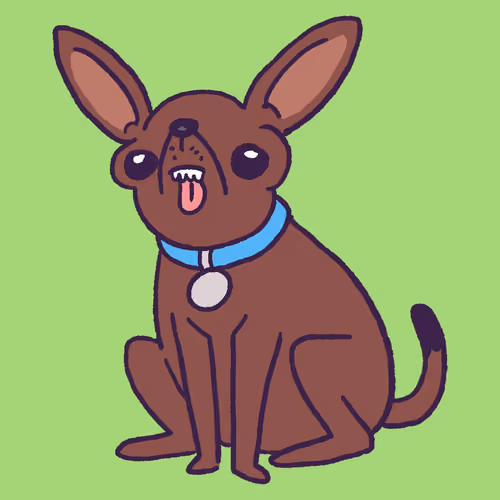 Chihuahua #586