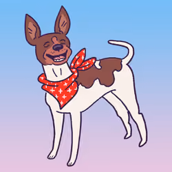 Rat Terrier #556