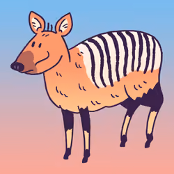 Zebra Duiker #1832