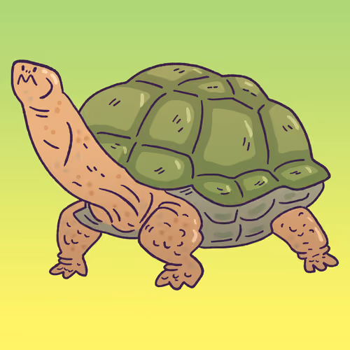 Aldabra Tortoise #75