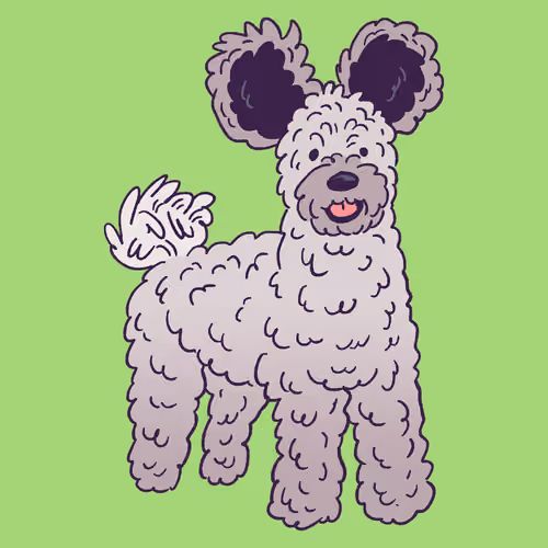 Pumi #905