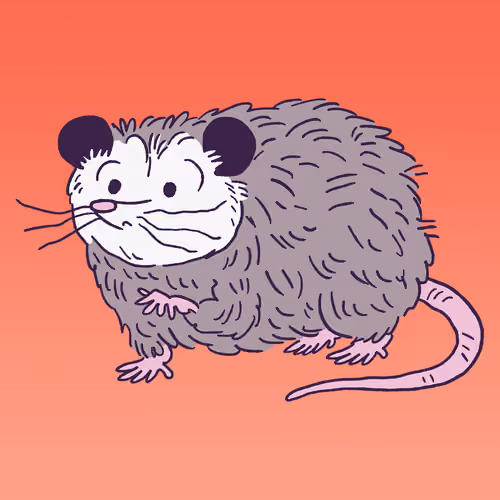Opossum #1184