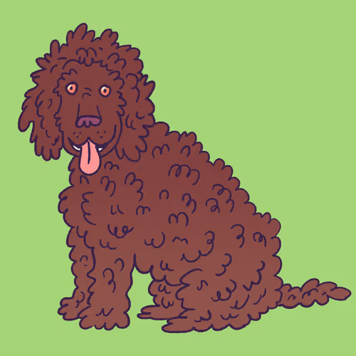 Irish Water Spaniel #974