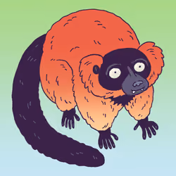 Red Ruffed Lemur #1601