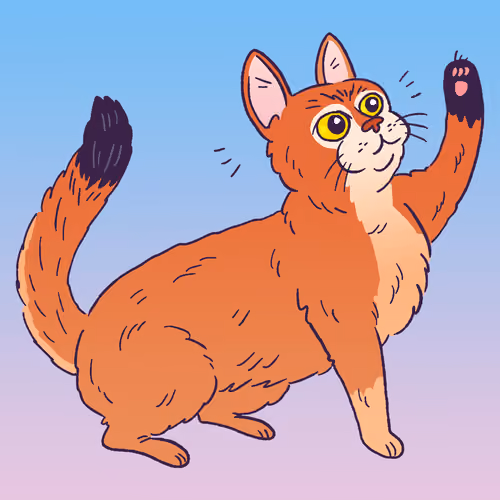 Somali Cat #1254