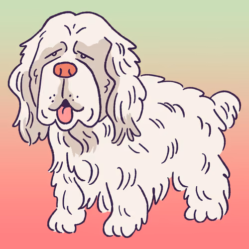 Clumber Spaniel #231