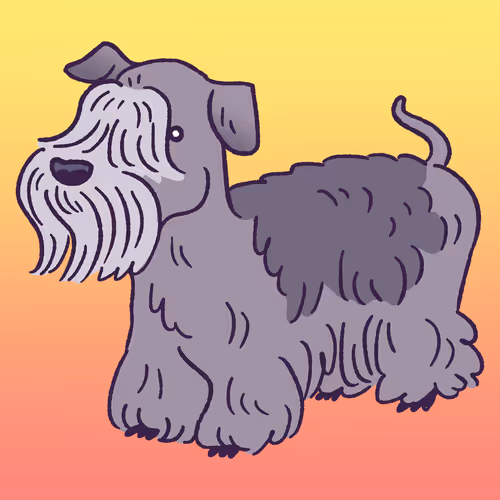 Cesky Terrier #885