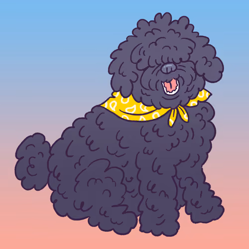 Portuguese Waterdog #429