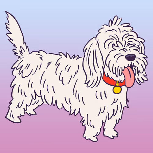 Grand Basset Griffon Vendeen #499