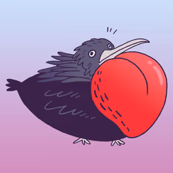 Magnificent Frigatebird #1739