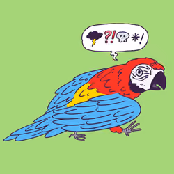 Macaw #458