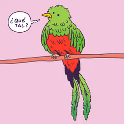 Quetzal #1210