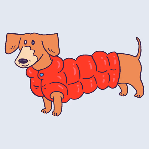 Dachshund #955