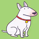 Bull Terrier #1000