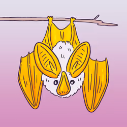 Yellow Winged Bat #1539