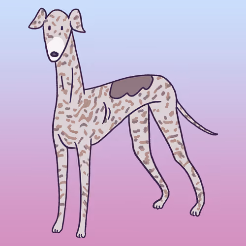 Greyhound #473