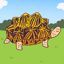 Radiated Tortoise #1659